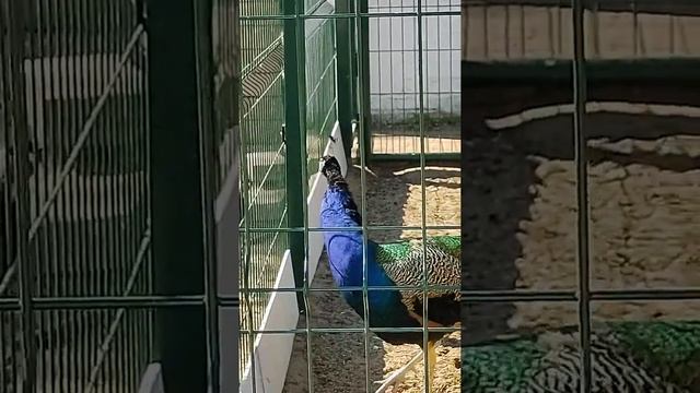 says #peacock говорит #павлин смотреть онлайн