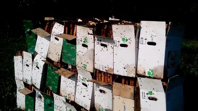 Пчелы на осушке рамок. Осень 2017г смотреть онлайн