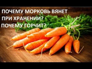 Почему морковь вянет при хранении? Почему горчит?