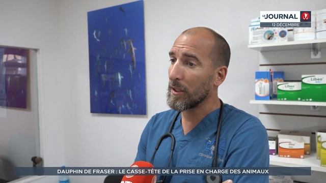 Un bébé dauphin de Fraser retrouvé mort смотреть онлайн