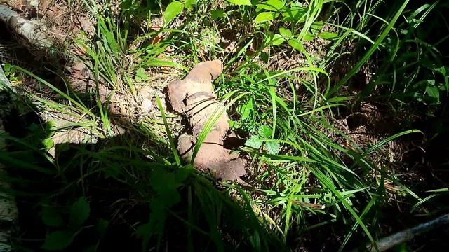 Вот что можно найти пробивая металлоискателем старые лесные дороги и обочины возле них! смотреть онлайн