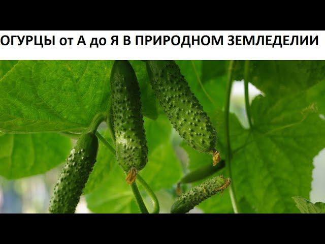 Огурцы от А до Я в природном земледелии. смотреть онлайн