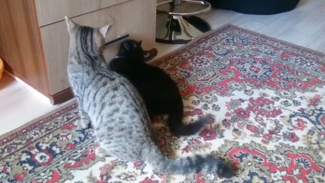 MOV 1206 смотреть онлайн