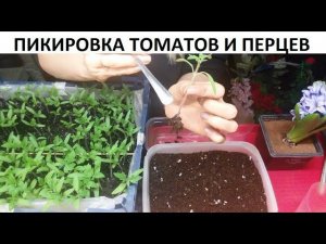 Пикировка томатов и перцев.