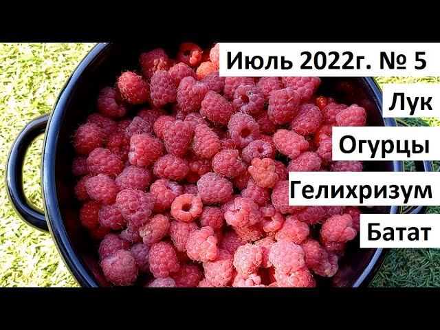 Июль 2022 №5. Урожай лука, малины. Гелихризум - бессмертники. смотреть онлайн
