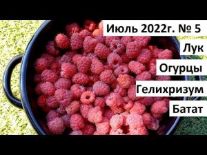 Июль 2022 №5. Урожай лука, малины. Гелихризум - бессмертники.