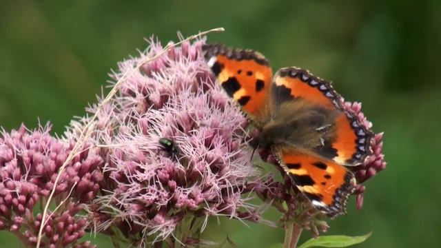 Kleiner Fuchs-Aglais urticae смотреть онлайн