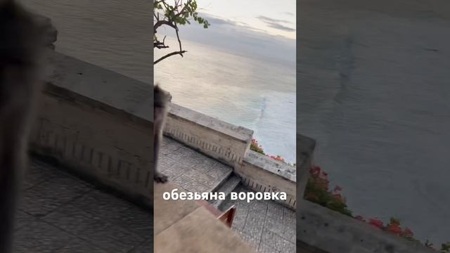 НАГЛО НАПАДЕНИЕ ОБЕЗЬЯНЫ смотреть онлайн