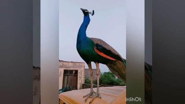 Peacock Sound || Peacock Voice || Nature