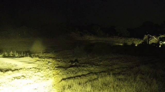 Djuma: White-tailed Mongoose adult and two young ones - 23:40 - 04/25/19 смотреть онлайн