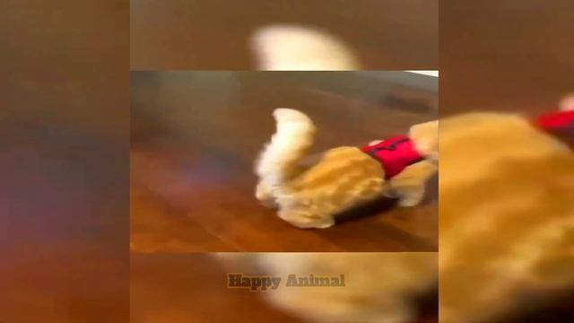 | Episode 27 | 🤣 Funny Cat 🐈 & Dog 🐕 Watch and LAUGHING 🤣 Super FUNNY ANIMAL VIDEOS 2024 смотреть онлайн