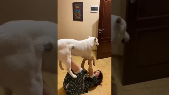 Хаски созданы не только для ласки смотреть онлайн