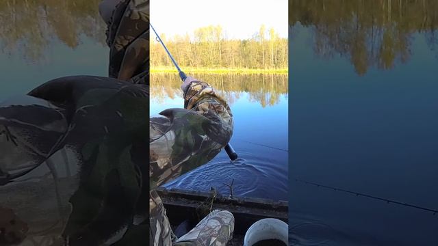 Густера на реке Свислочь смотреть онлайн
