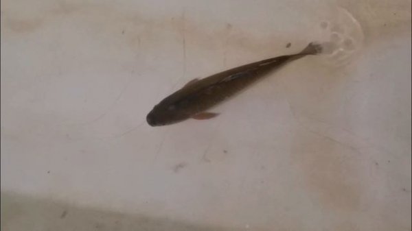 Критическая монография: Алексей Шевцов(Itpedia, Jolygolf) часть 2