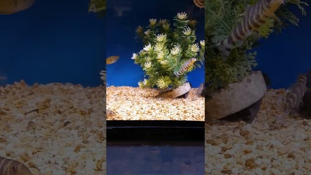 Beautiful Queen Loach Marble Loach yoyo Loach смотреть онлайн