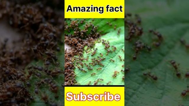 About ant facts смотреть онлайн