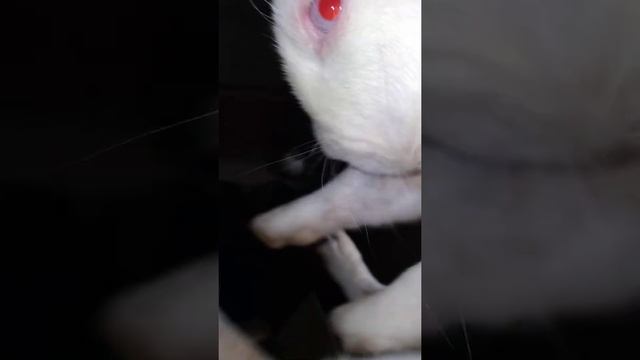 белые и черные кролики 🐇🐇 смотреть онлайн