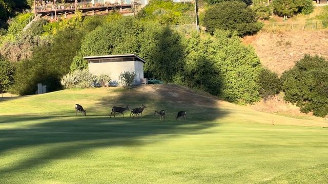 Mule deer on hole 1 смотреть онлайн