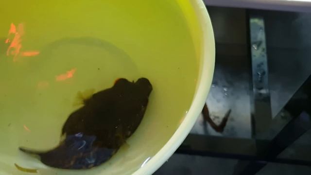 Adding Dragon Puffer / How To Move A PufferFish??? смотреть онлайн