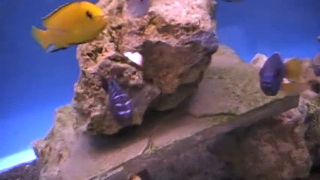 pseudotropheus sp el neon spot смотреть онлайн