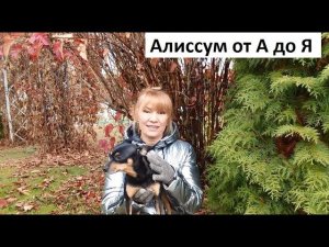 Алиссум от А до Я.