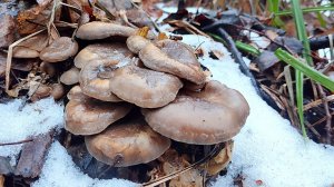 ЭТО БЕЗУМИЕ!!!! На дворе январь, Я СОБИРАЮ ГРИБЫ Сбор грибов 2025