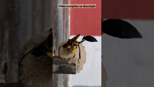 Vespa Sceliphron | Som de inseto смотреть онлайн