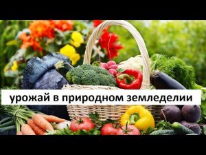 Урожай в природном земледелии.