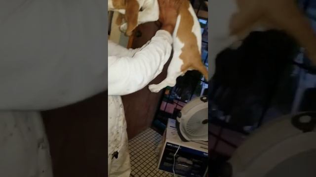 Tiny is the smallest basset hound in the word DANCING смотреть онлайн