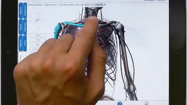 Human Anatomy Atlas tutorial for iPad (old) смотреть онлайн
