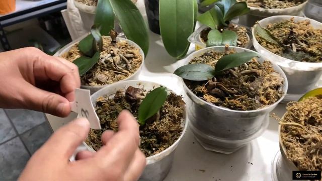 Chapter 2. Various Stages That Orchids Might Die (What to Do?) смотреть онлайн