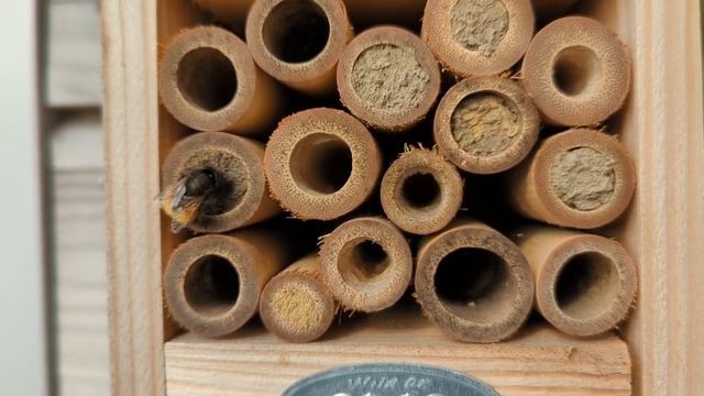 Osmie cornue - Osmia cornuta - Horned mason bee смотреть онлайн