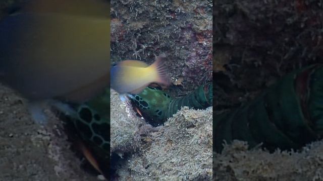 The Mighty Punch of the Peacock Mantis Shrimp in the Solomon Islands смотреть онлайн