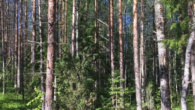 Кто в домике живёт (часть вторая) смотреть онлайн