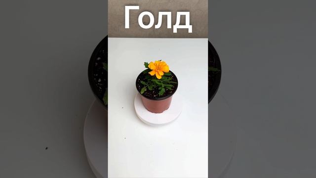 Бархатцы отклонённые