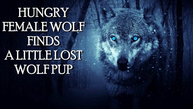 ASMR **V** Hungry Female Wolf finds a little lost wolf pup [REQUESTED] смотреть онлайн