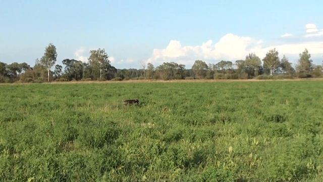 Курцхаар Тайна. Поиск, стойка по перемещенному дупелю. смотреть онлайн