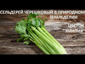 Черешковый сельдерей  и цветок "эмилия" в природном земледелии.