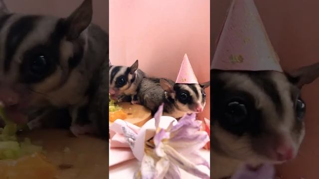 С днём рождения)Белка летяга смотреть онлайн