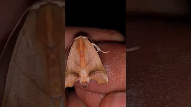 MOTH #shorts смотреть онлайн
