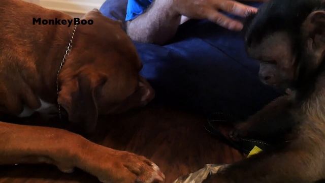 Monkey & Pit Bull Share PopCorn! смотреть онлайн