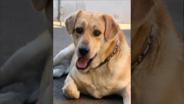 Поющий пёсик 🐶 #apt #dog смотреть онлайн