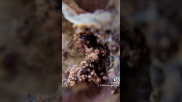 The world is your acorn: part 1 #fish #insectworld #animals #insects #leafhoppers #blackbugs смотреть онлайн