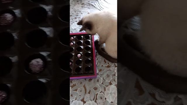 🐈⬛#коте#Ладушка#и кто сьел конфеты???🍬🍭🍬🍭🍬🍭🍬🍭 смотреть онлайн