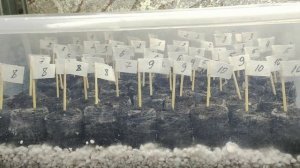 Обязательно сделайте ЭТО при посеве петунии. Рассада будет крепкой и здоровой. Посев без пикировки.