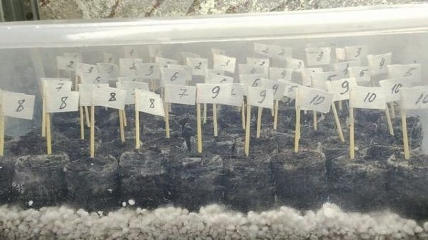 Обязательно сделайте ЭТО при посеве петунии. Рассада будет крепкой и здоровой. Посев без пикировки.