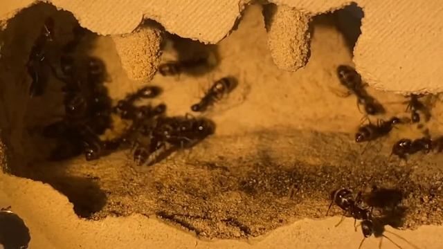 Camponotus pennsylvanicus - Update 1 (Cleaning formicarium) смотреть онлайн