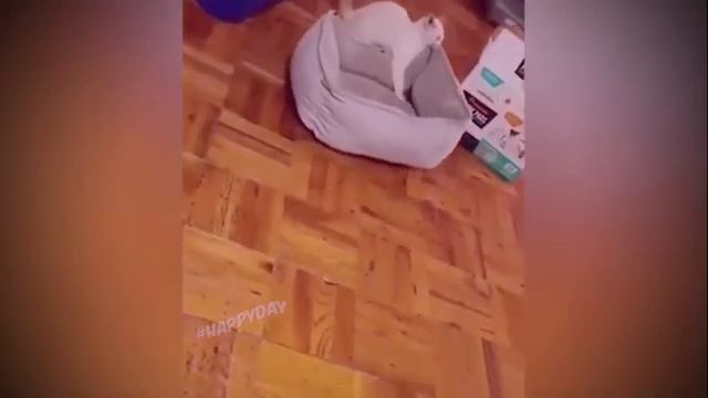 Котовасия 1 2021!СМЕШНЫЕ КОШКИ 2021 И ДРУГИЕ ЖИВОТНЫЕ! РЖАЧ! смотреть онлайн