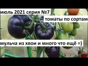 Июль 2021 серия №7. Самые черные томаты. Мульча из хвои.