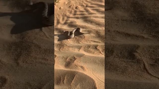 Saw-scaled Viper in the deserts around Dubai #dubai #nature смотреть онлайн